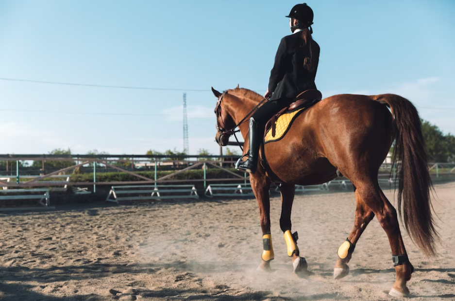 The importance of muscle patterns in equine athletes