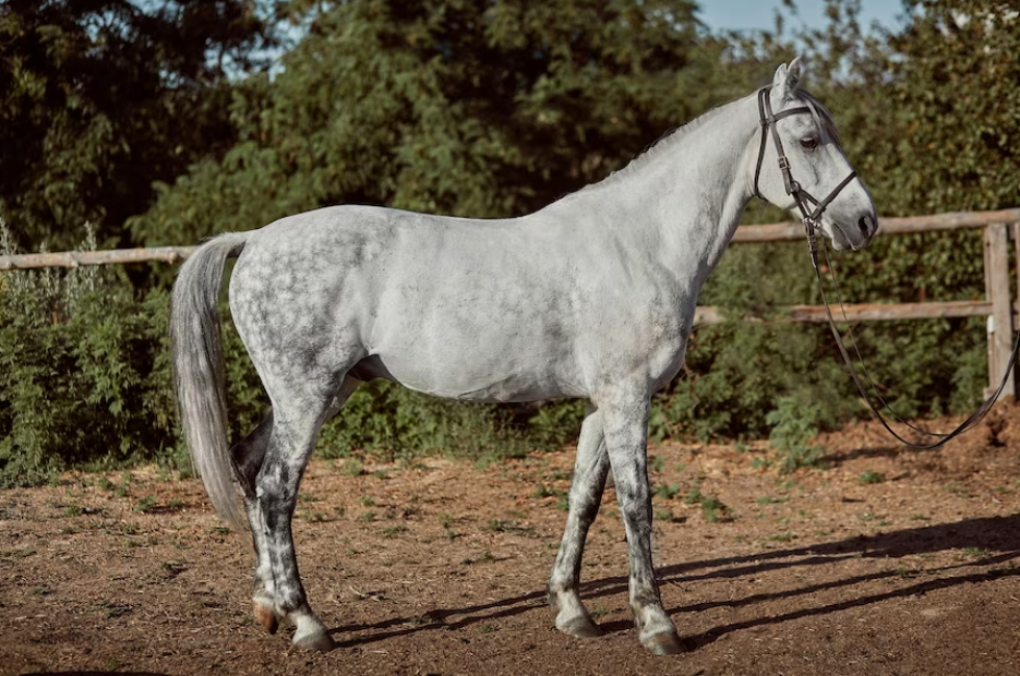 The Andalusian Horse: