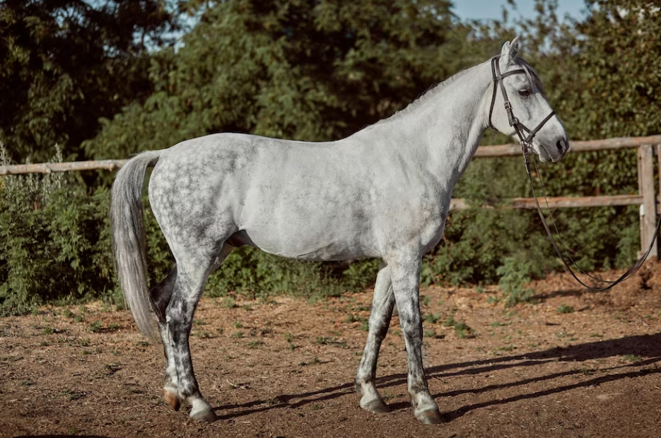 The Andalusian Horse