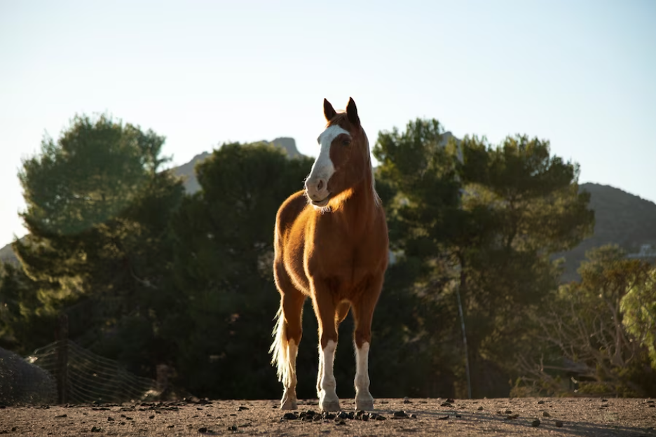 The Arabian Horse