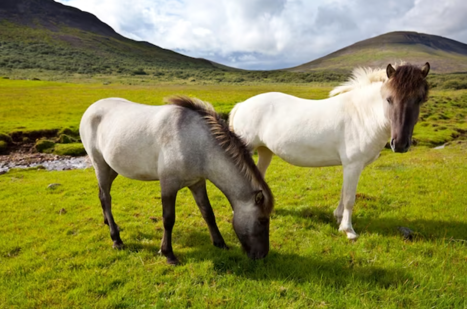 Connemara Ponies