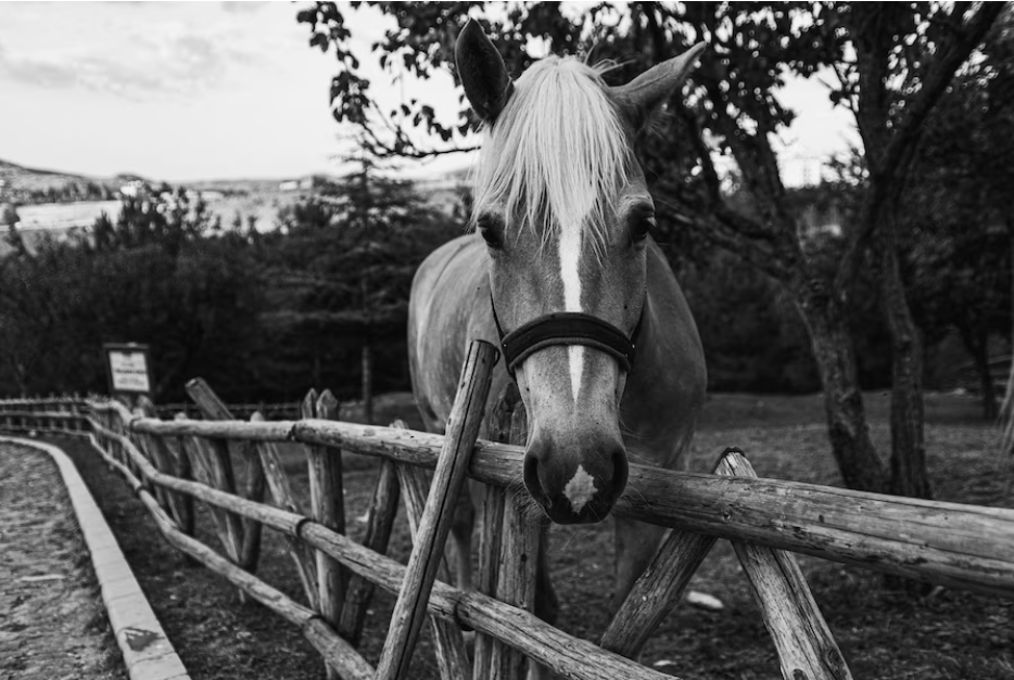 How to Capture Perfect Horse Photos