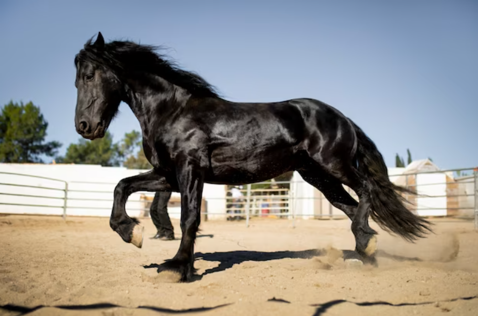 The Morgan Horse