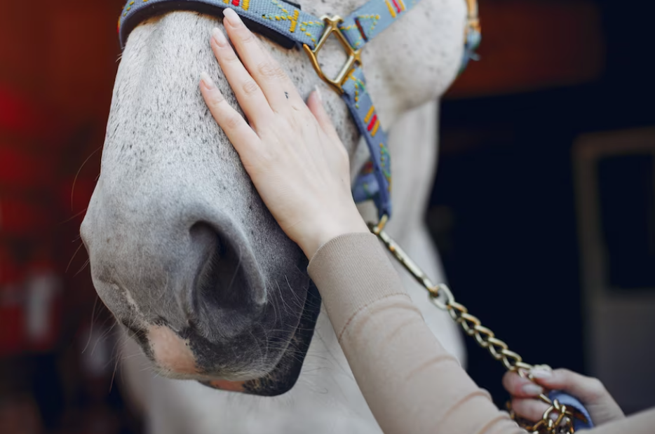 The Art of Dressage