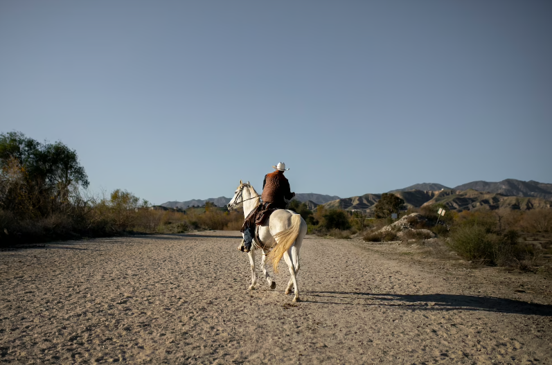 A Visual Journey: Exploring Breeds of Horses with Pictures