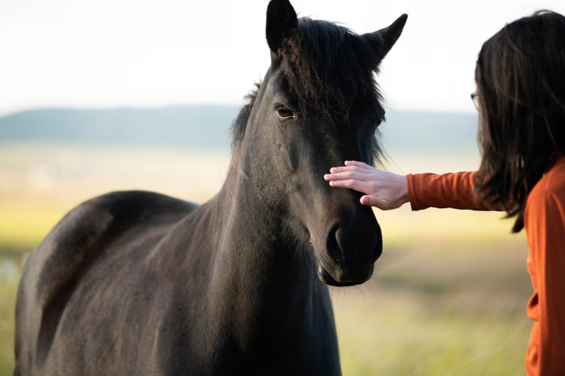 Beauty in Equines: Meeting the Prettiest Horse in the World