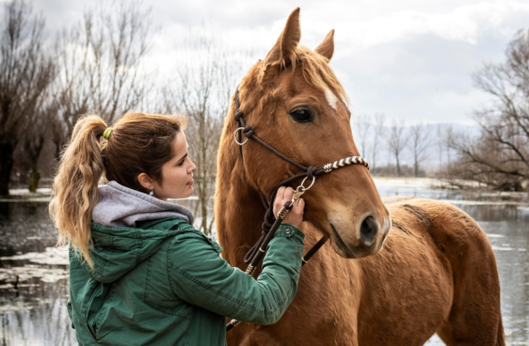Controversial Horse Topics: From Riding Ethics to Animal Intelligence