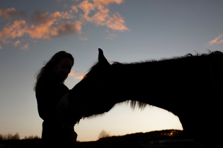 Unraveling the Mystery of Horse Sleep