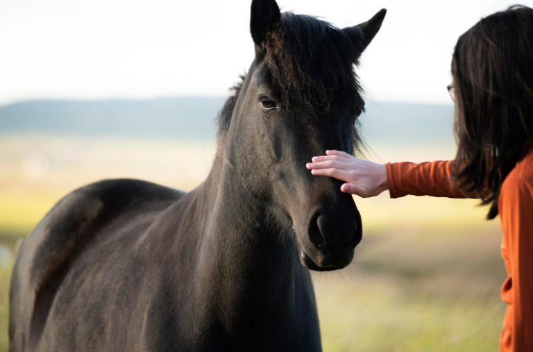 Horse Communication and Emotional Intelligence