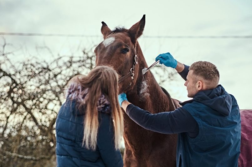 Horse Grooming - The Complete Guide to Achieving a Healthy and Shiny Coat for Your Horse