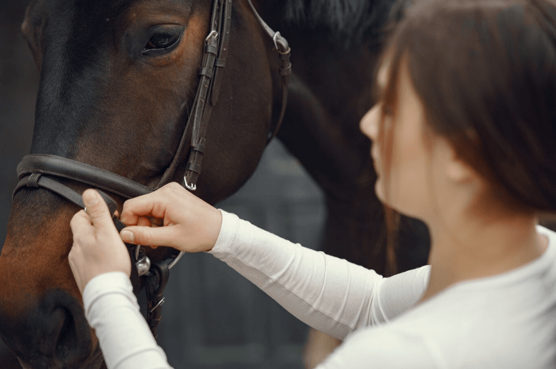 horse vaccine