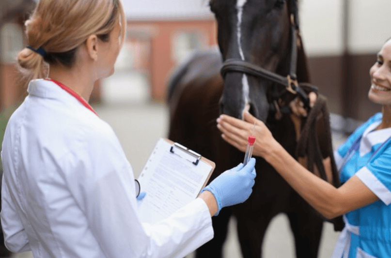 innovations in horse rehabilitation