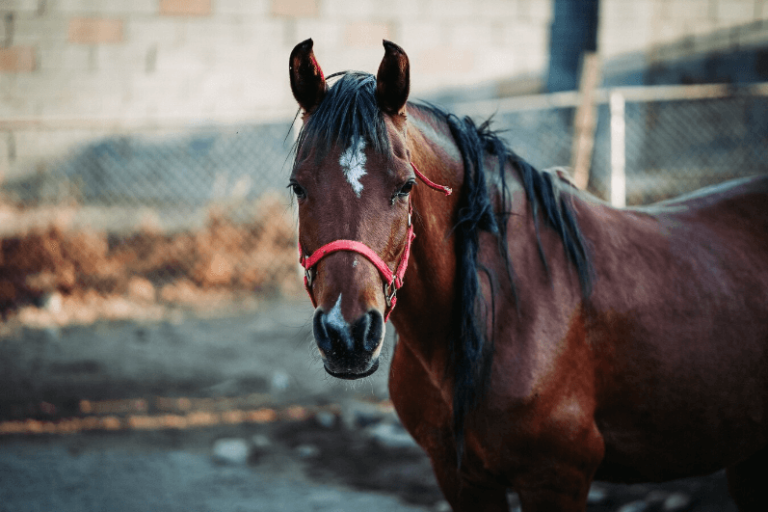 American Saddlebred - The Horse America Made