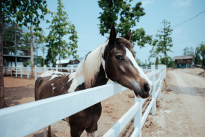 Australian Stock Horse - The Working Horse Down Under
