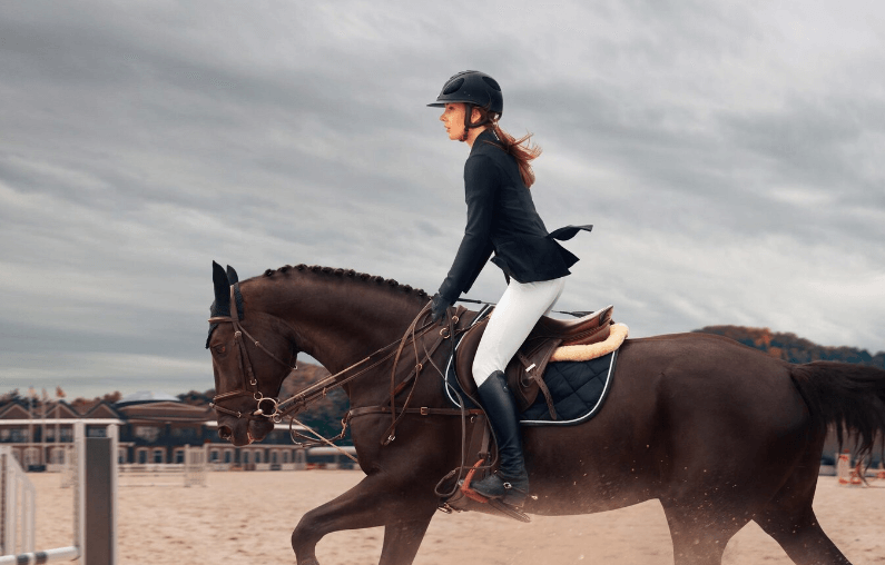 Belgian Warmblood - The Sport Horse Sensation